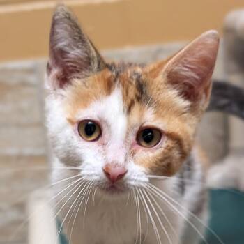 Epona -  Domestic Short Hair Cat for Adoption in Jefferson, Wisconsin - Epona | PetCurious
