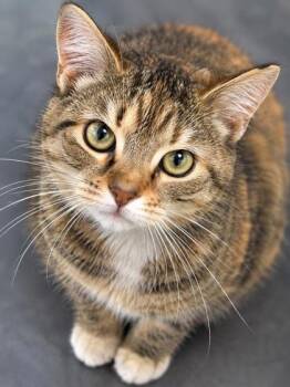 Gumbo -  Domestic Short Hair Cat for Adoption in New Orleans, Louisiana - Gumbo | PetCurious