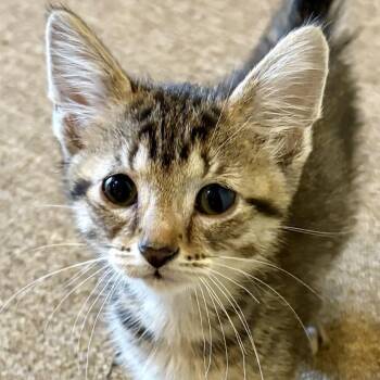 Pinecone -  Domestic Short Hair Cat for Adoption in Pontiac, Michigan - Pinecone | PetCurious