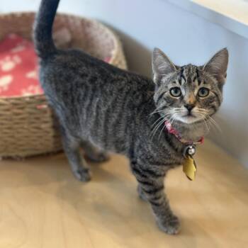 WV2390 Gold -  Domestic Short Hair Cat for Adoption in Port Washington, New York - WV2390 Gold | PetCurious