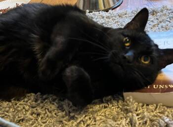 Rescue Domestic Short Hair Cats for Adoption in Albany, New York - Mr Pepper | PetCurious