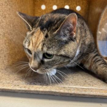 Chloe -  Domestic Short Hair and Mixed Breed Cat for Adoption in Philadelphia, Pennsylvania - Chloe | PetCurious