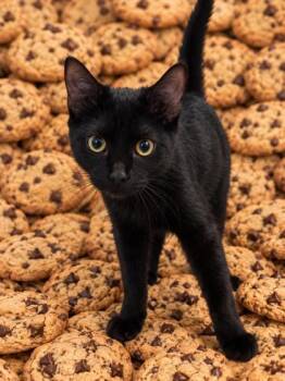 Chocolate 566-26 -  Domestic Short Hair Cat for Adoption in Cumming, Georgia - Chocolate 566-26 | PetCurious
