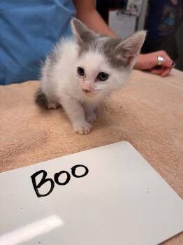 Boo -  Domestic Short Hair Cat for Adoption in Vancouver, Washington - Boo | PetCurious