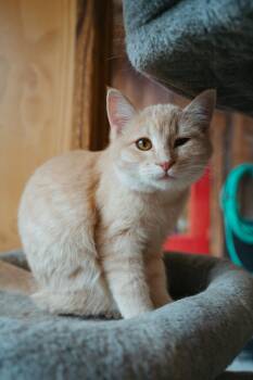 Rescue Domestic Medium Hair Cats for Adoption in Jackson, Wyoming - Tempurrra | PetCurious