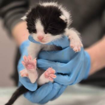 Domestic Short Hair Cats Available for Adoption in Vineland, New Jersey - Echo | PetCurious