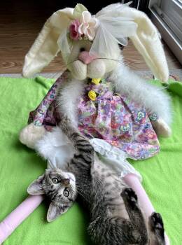 Domestic Short Hair Cats Available for Adoption - Peter | PetCurious