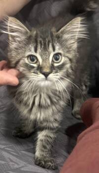 Fluffy -  Domestic Medium Hair Cat for Adoption in Ardsley, New York - Fluffy | PetCurious