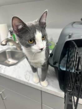 Izzy -  Domestic Short Hair Cat Available for Adoption in West Lawn, Pennsylvania - Izzy | PetCurious