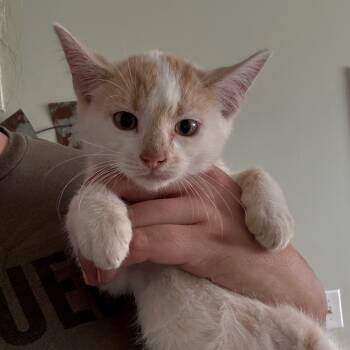 Rescue Domestic Short Hair Cats for Adoption - Tag | PetCurious