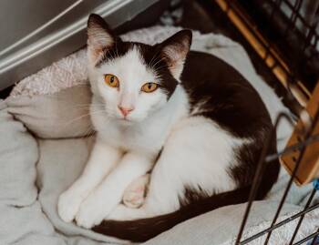 Rescue Domestic Short Hair Cats for Adoption in Le Mars, Iowa - Monte | PetCurious