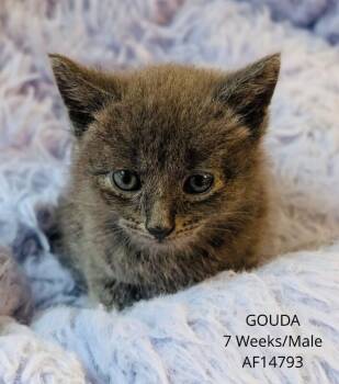 Gouda -  Domestic Short Hair Cat for Adoption - Gouda | PetCurious