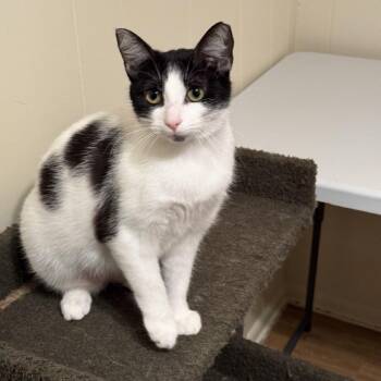 Domestic Short Hair Cats Available for Adoption in Folsom, Louisiana - Tiffany | PetCurious