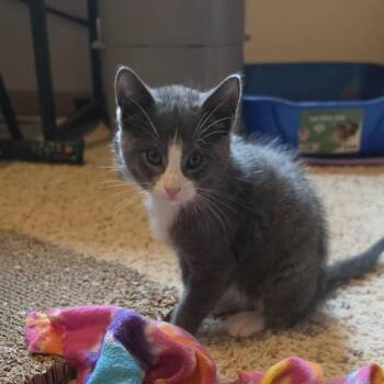 Coal C12686 -  Domestic Short Hair Cat for Adoption - Coal C12686 | PetCurious
