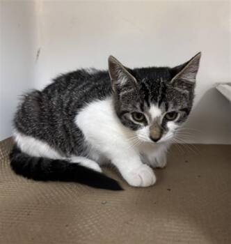 QUINCY -  Domestic Short Hair Cat for Adoption in Boston, Massachusetts - QUINCY | PetCurious