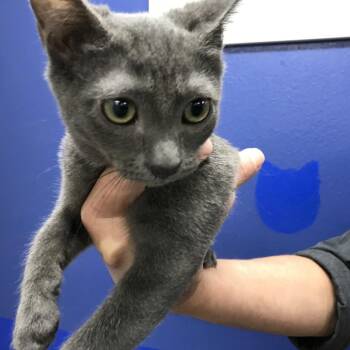 Domestic Short Hair Cats Available for Adoption in Los Angeles, California - Melissa | PetCurious