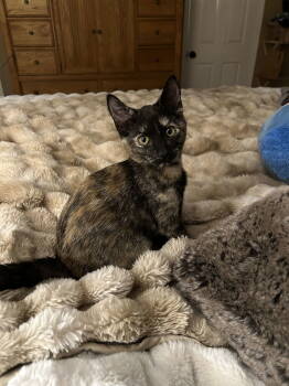 Rescue Domestic Short Hair and Tortoiseshell Cats for Adoption in Walled Lake, Michigan - Turtleshell | PetCurious