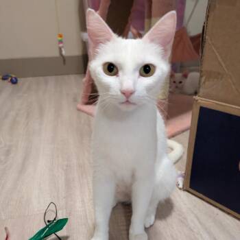 Niagara -  Domestic Short Hair Cat for Adoption in Salt Lake City, Utah - Niagara | PetCurious