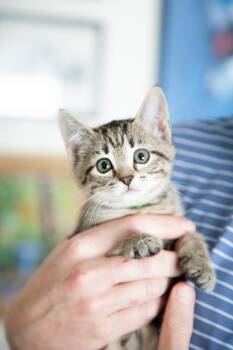 Nicole -  Domestic Short Hair Cat for Adoption in Franklin, Tennessee - Nicole | PetCurious