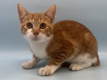 Reicker -  Domestic Short Hair Cat for Adoption in Woodbury, Minnesota - Reicker | PetCurious