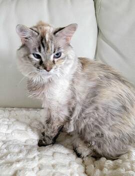 Rescue Domestic Long Hair Cats for Adoption in Houston, Texas - Fiona | PetCurious