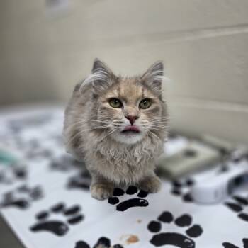 Rescue Domestic Long Hair Cats for Adoption in Incline Village, Nevada - Emory | PetCurious