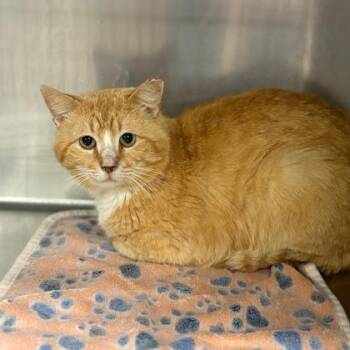 Domestic Short Hair Cats Available for Adoption in Fort Worth, Texas - Joe | PetCurious