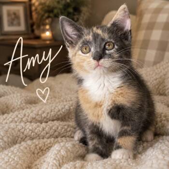 Amy -  Domestic Short Hair Cat for Adoption in Inman, South Carolina - Amy | PetCurious