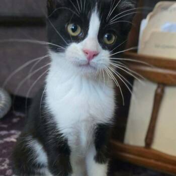 Captain Jack Sparrow -  Domestic Short Hair Cat for Adoption in Clayton, California - Captain Jack Sparrow | PetCurious
