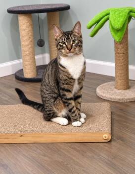 Pickle -  Domestic Short Hair Cat for Adoption in Millington, Tennessee - Pickle | PetCurious