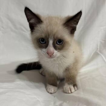 Domestic Short Hair and Snowshoe Cats Available for Adoption in Sunnyvale, California - Mark | PetCurious