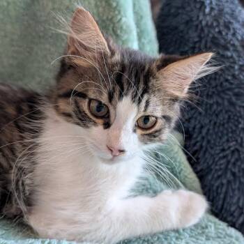 Bumble -  Domestic Short Hair Cat for Adoption in Galveston, Texas - Bumble | PetCurious