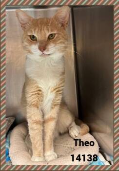 Rescue Domestic Short Hair and Tabby Cats for Adoption in Marietta, Georgia - THEO | PetCurious