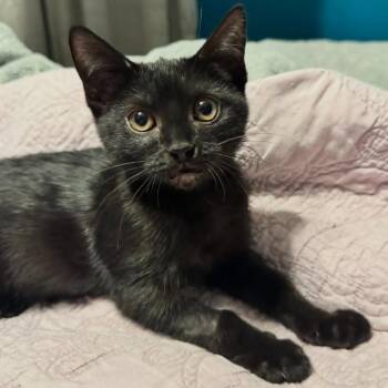 Dorian -  Domestic Short Hair Cat for Adoption in Orlando, Florida - Dorian | PetCurious