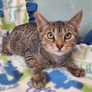 Triscuits -  Domestic Short Hair Cat for Adoption in Attica, New York - Triscuits | PetCurious