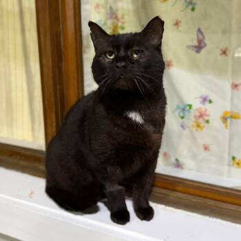Salem -  Domestic Short Hair Cat for Adoption in Bridgeville, Pennsylvania - Salem | PetCurious