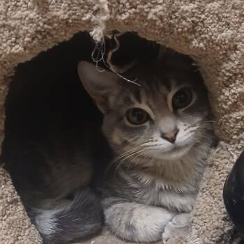 Domestic Short Hair Cats Available for Adoption - BIBBLE | PetCurious
