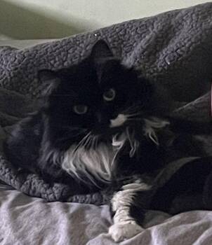 Molly -  Domestic Long Hair Cat for Adoption in St. Peters, Missouri - Molly | PetCurious