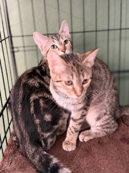 Liberty -  Domestic Short Hair Cat for Adoption in Port Jervis, New York - Liberty | PetCurious