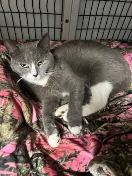 Rescue Domestic Short Hair Cats for Adoption in West Mifflin, Pennsylvania - Hadley | PetCurious