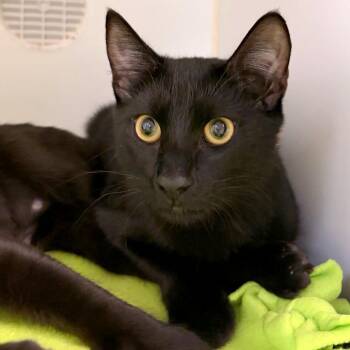 Michael Myers -  Domestic Short Hair Cat for Adoption in Woodinville, Washington - Michael Myers | PetCurious