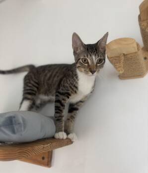 Rescue Tabby and Domestic Short Hair Cats for Adoption in Auburn, Washington - Peter | PetCurious