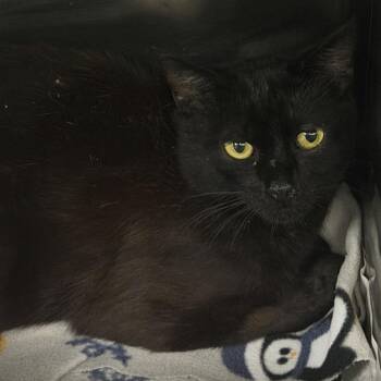 Utah -  Domestic Short Hair Cat for Adoption in Marion, Virginia - Utah | PetCurious
