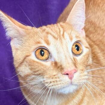 Milo -  Domestic Short Hair Cat for Adoption in Waterloo, Iowa - Milo | PetCurious