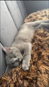 Ms. Haizy -  Domestic Short Hair Cat for Adoption in Birmingham, Alabama - Ms. Haizy | PetCurious