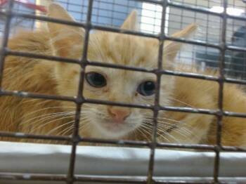 Rescue Domestic Short Hair Cats for Adoption in Doral, Florida - MICHI | PetCurious