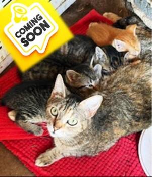 Domestic Short Hair Cats Available for Adoption in Noble, Oklahoma - Kittens | PetCurious