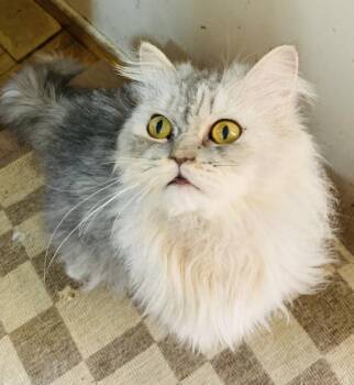 Rescue Himalayan and Siberian Cats for Adoption in Brampton, Ontario - Luckee MM | PetCurious