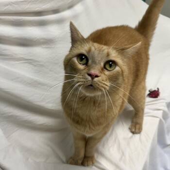 Bussi -  Domestic Short Hair Cat for Adoption in Bedford, New Hampshire - Bussi | PetCurious