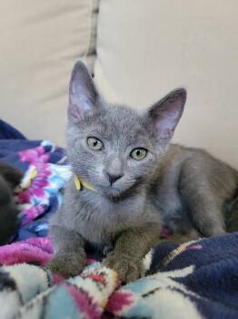 Grayson -  Russian Blue and Domestic Short Hair Cat for Adoption in Dallas, Texas - Grayson | PetCurious